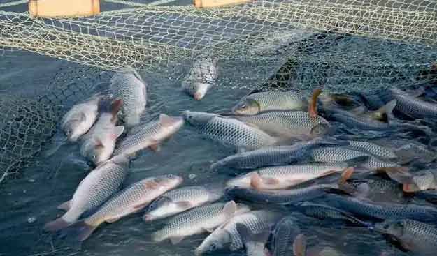 羅茨鼓羞羞视频在线下载水產養殖鱖魚案例