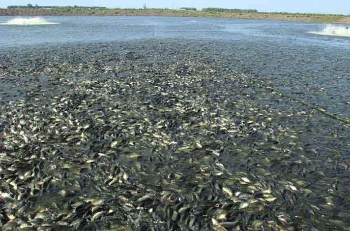 水產養殖羅茨羞羞视频在线下载